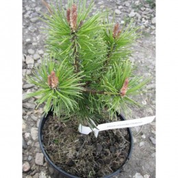 borovice pyrenejská Globosa - Pinus uncinata Globosa