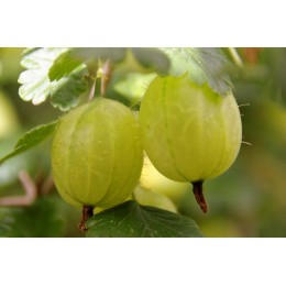 srstka angret Invicta - Ribes uva-crispa Invicta