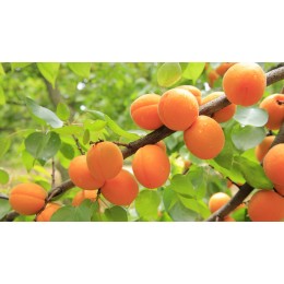 meruka obecn - Prunus armeniaca