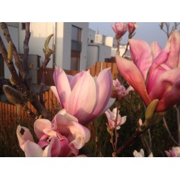 Magnolie / Magnolia - různé druhy