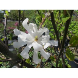 Magnolie / Magnolia - různé druhy