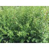 Skalník vrbolistý / Cotoneaster salicifolius ´Parkteppich´