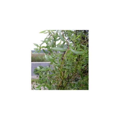Vrba Matsudova / Salix matsudana kult. ´Tortuosa´
