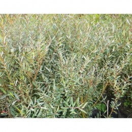 vrba-kroucena-salix-erythroflexuosa