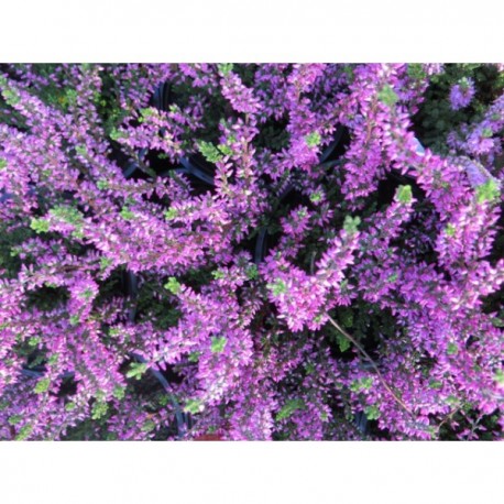 Vřes obecný - Calluna vulgaris v kultivarech