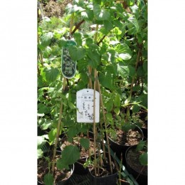 Hortenzie řapíkatá / Hydrangea petiolaris