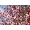 Myrobalán červenolistý - Prunus cerasifera ´Nigra´