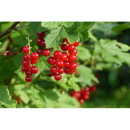 Rybíz červený / kontejnerovaný / KEŘ / Ribes rubrum