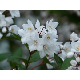 Trojpuk v kultivarech / Deutzia