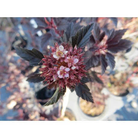 Tavola kalinolistá / Physocarpus opulifolius ´LITTLE DEVIL´