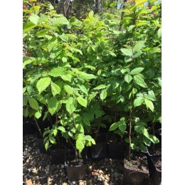 Habr obecný / Carpinus betulus / 50 - 80 cm KONT.