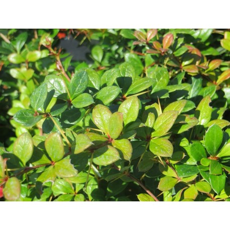 Dřišťál prostřední / Berberis media ´Parkjuwel´