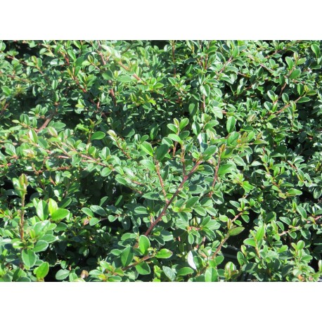 Skalník / Cotoneaster ´Streib´s Findling´