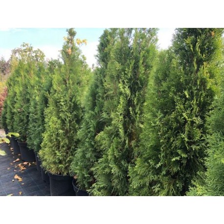 Zerav západní / Thuja occidentalis ´Smaragd´
