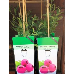 Borůvka / Vaccinium corymbosum Pink Lemonade