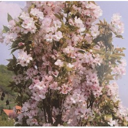 sakura ozdobná Amanogawa - Prunus serrulata Amanogawa