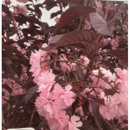 Sakura / Prunus serrulata ´ROYAL BURGUNDY´KM120cm