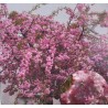 Okrasná třešeň / Prunus serrulata 'Kiku-Shidare-Zakura'