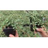 Skalník přitisklý / Cotoneaster adpressus 'Evergreen'