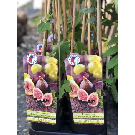 Fíkovník smokvoň / Ficus carica