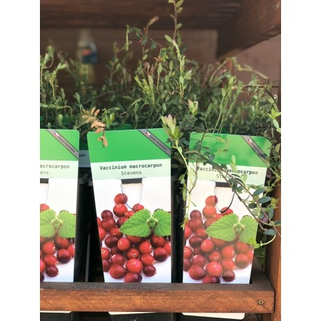 Klikva velkoplodá / Vaccinium macrocarpon 'Stevens'