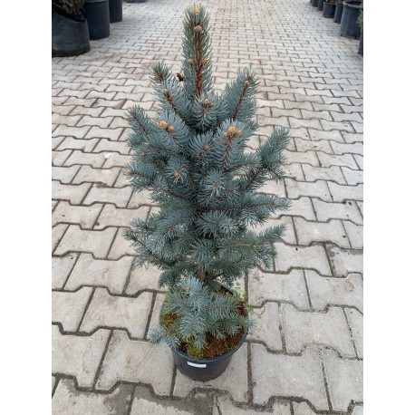Smrk pichlavý / Picea pungens 'ISELI FASTIGIATE'