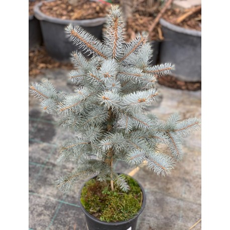 Smrk pichlavý / Picea pungens 'Edith'
