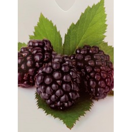 Ostružiník beztrnný / Rubus fruticosus 'Navaho'