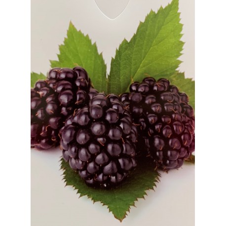 Ostružiník beztrnný / Rubus fruticosus 'Navaho'