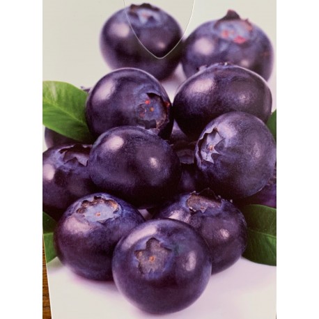 Borůvka kanadská / Vaccinium corymbosum 'Brigitta Blue'