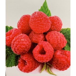 Maliny remontantní - Kontejnerované