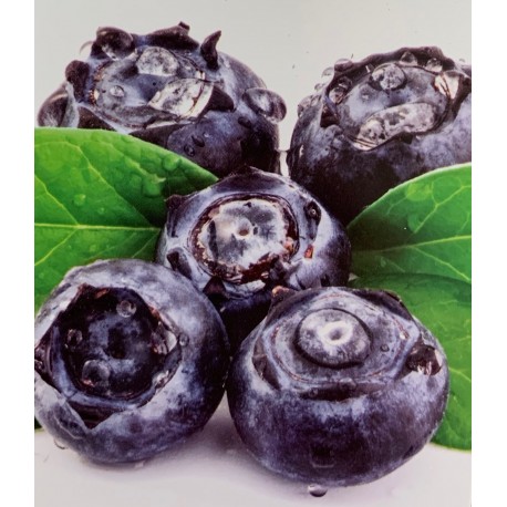 Borůvka kanadská / Vaccinium corymbosum 'Bluejay'