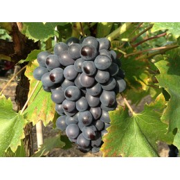 réva vinná Dornfelder - Vitis vinifera Dornfelder