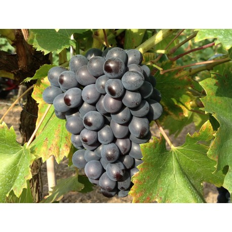 Vinná réva Dornfelder