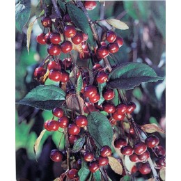 Okrasná jabloň / Malus 'Royal Beauty' KM120cm