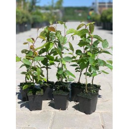 Habr obecný / Carpinus betulus / do 30cm - Kontejnerované