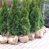Zerav západní / Thuja occidentalis ´Smaragd´ZEMNÍ BAL 100-120cm