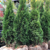 Zerav západní / Thuja occidentalis ´Smaragd´ZEMNÍ BAL 120-140 cm