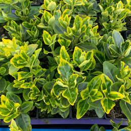 Brslen japonský / Euonymus j.AUREOVARIEGATUS