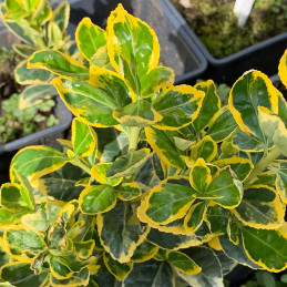 Brslen japonský / Euonymus jap.’MARIEKE'