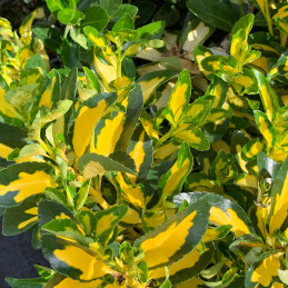 Brslen japonský / Euonymus jap.’MORIESII'