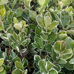 Brslen japonský / Euonymus jap.’KATHY'