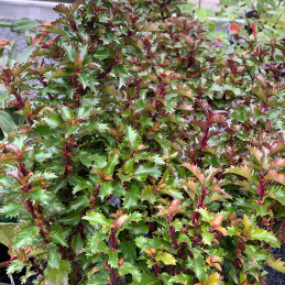 Cesmína modrá / Ilex meserveae ‘LITTLE RASCAL’