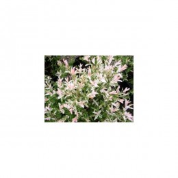 Vrba prostřední / Tříbarevná / Salix integra kultivar Hakuro Nishiki