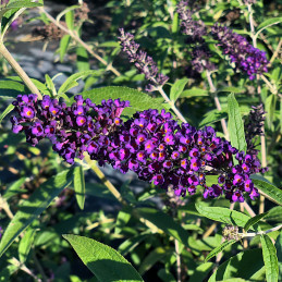 Komule Davidova / Buddleja davidii ‘Black Knight’