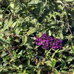 Komule Davidova / Buddleja davidii ‘Harlequin’