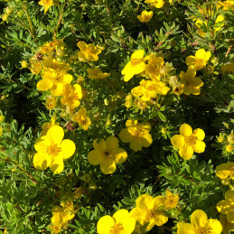 Mochna křovitá / Potentila fruticosa ‘Goldfinger’