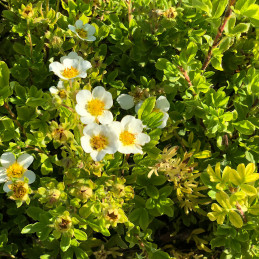 Mochna křovitá / Potentilla fruticosa ‘Tilford Cream’