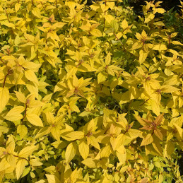 Tavolník japonský / Spiraea japonica ‘Goldmound’