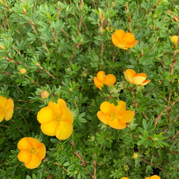 Mochna křovitá / Potentila fruticosa ‘Tangerine’